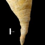 Esoscheletro del brachiopode Richtofenia communis, del Permiano della Valle del Sosio - Foto arch. Museo Gemmellaro